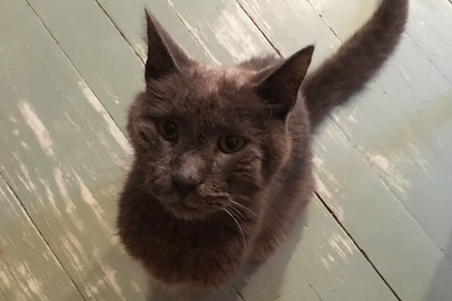 The cat at the crab feast
