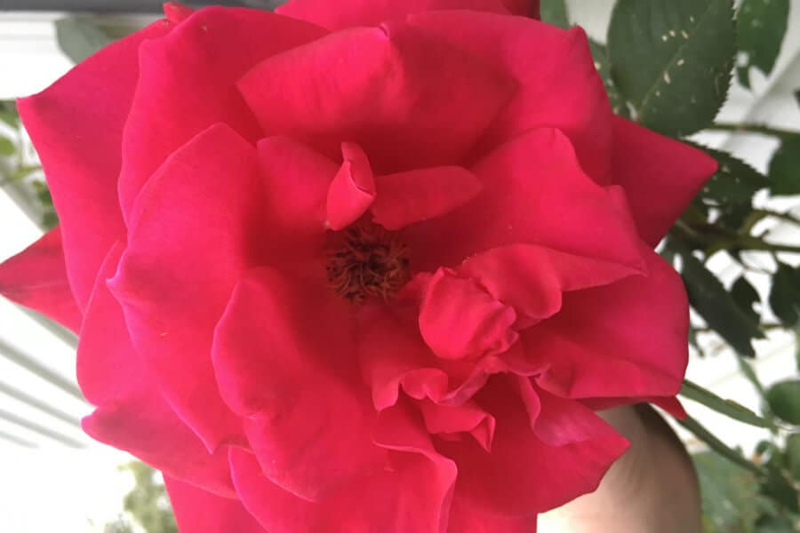A rose and an answered prayer (or what happened after our child care fell apart)