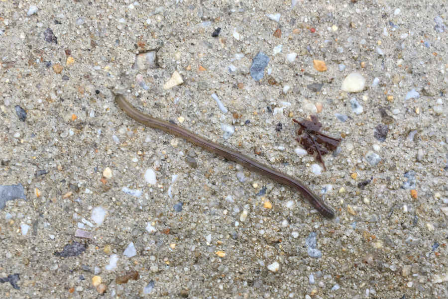 Big fat juicy ones, long slim slimy ones…