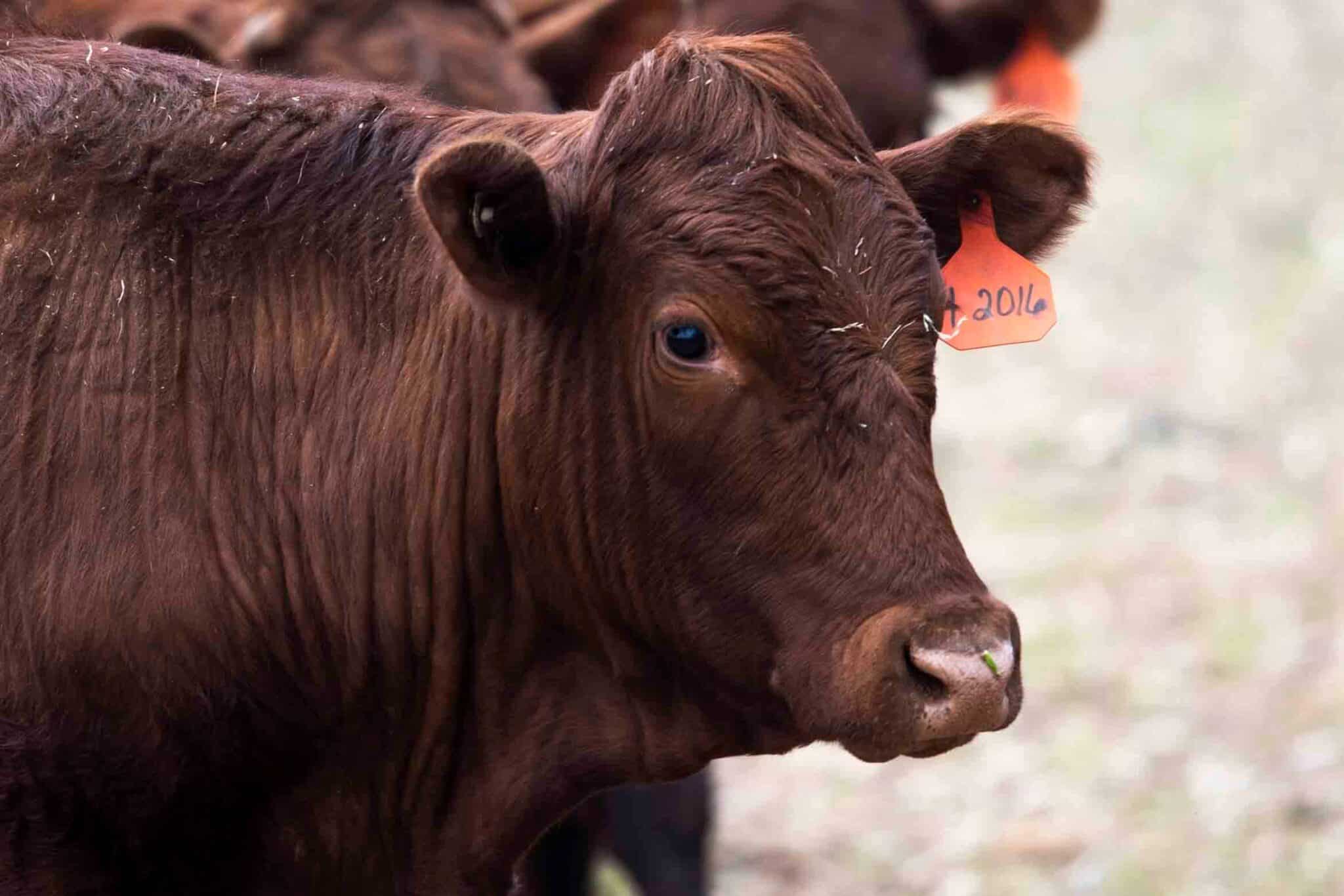 My moo-ving experience with some cows
