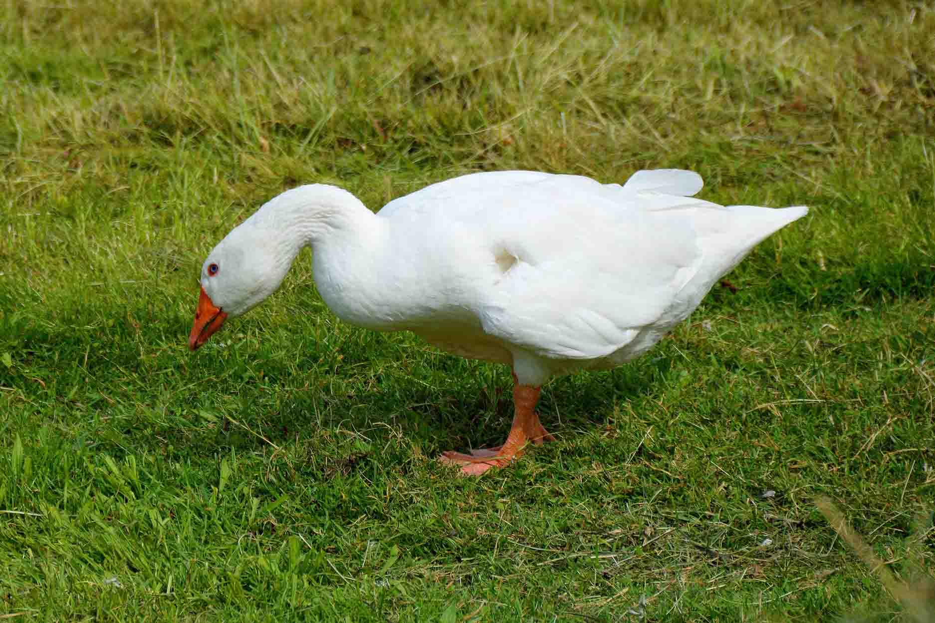 The Joy of the Wild Goose