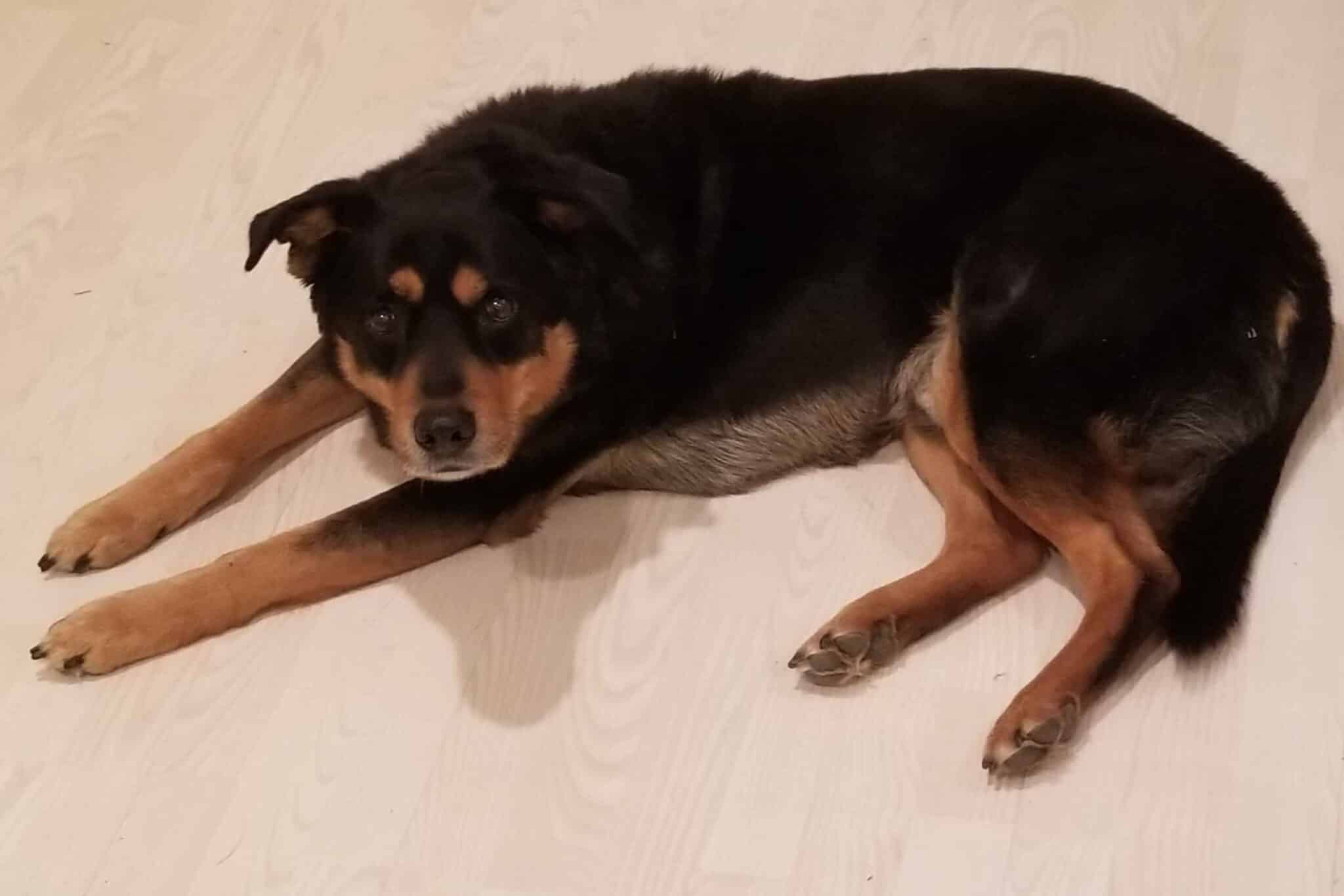 Fourteen ways my dog is like God