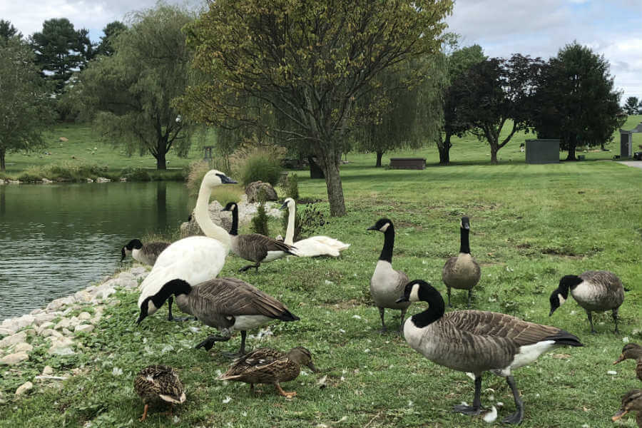 The Trumpet of the Swan, early pumpkin carving, and how we celebrated our 14th anniversary (7 Quick Takes)