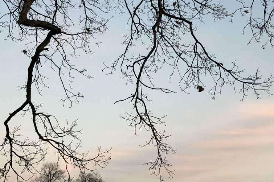 The year the tree fell