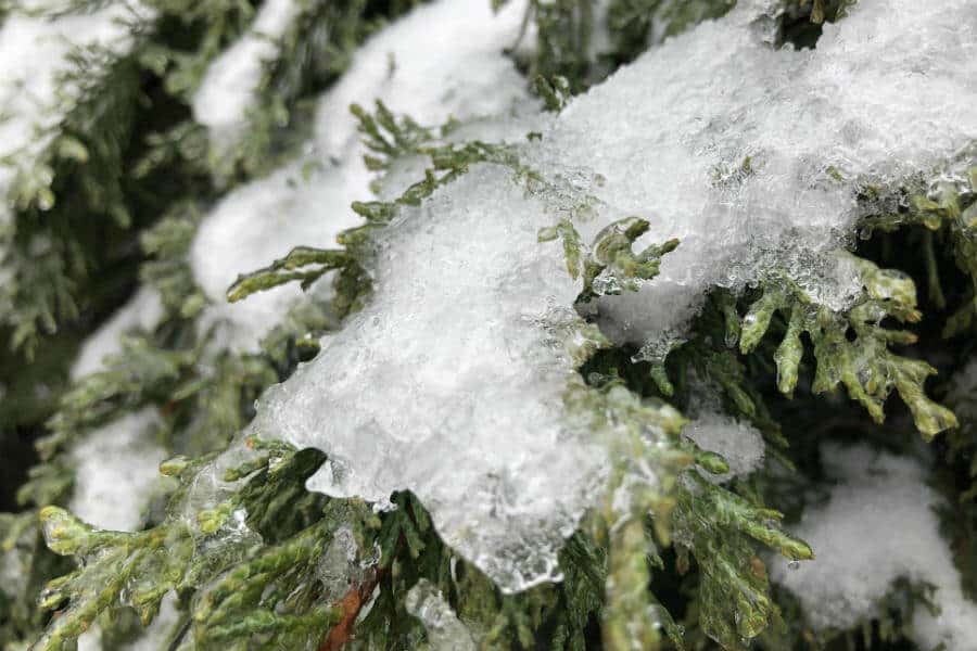 Ice and snow, last-minute Valentine’s Day cards, pickle opinions, and a poem for you (7 Quick Takes)