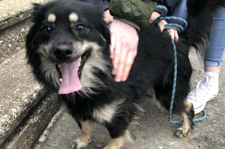 The dog who could read (but didn’t know how to find her way home)
