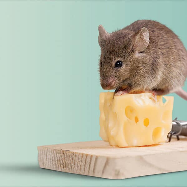 There’s a mouse in the house—and there’s a Catholic saint who can help with that