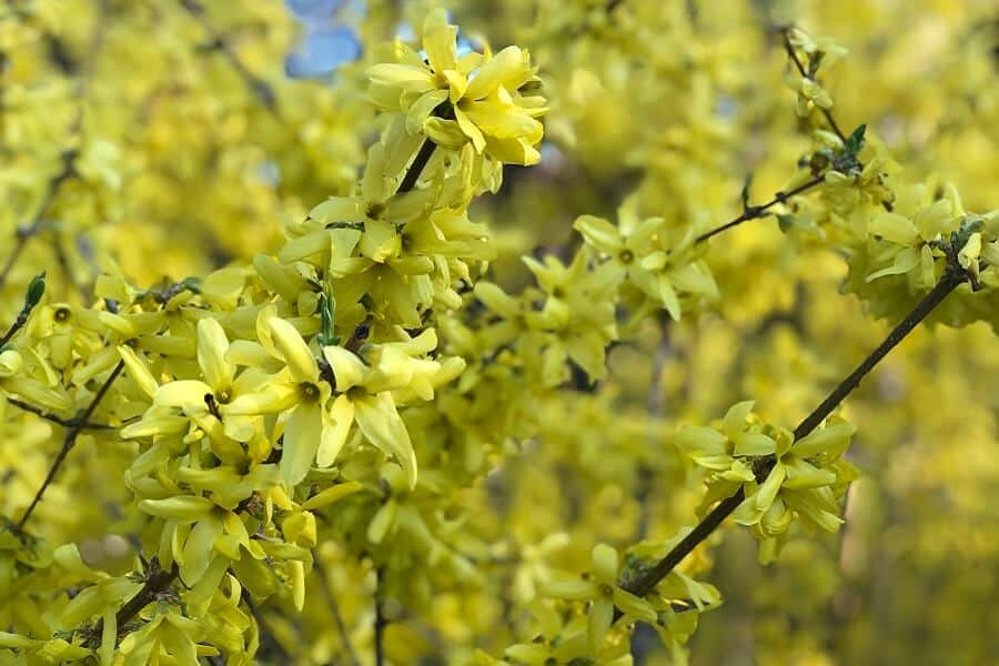 Favorite flowers, a gift for a 3-year-old, cupcakes, squishy Easter gifts, and baseball (7 Quick Takes)