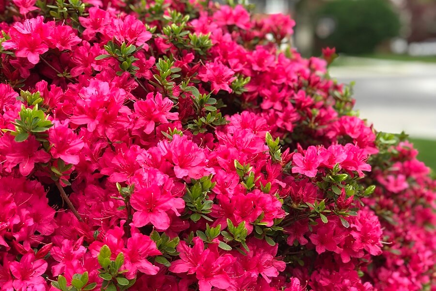 Easter moments, a forgotten lunch, egg dyeing, bunnies for dessert, and more (7 Quick Takes)
