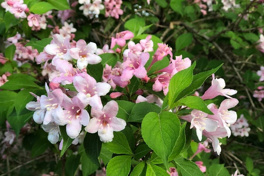 Yard sales, commencement joy, cotton candy for breakfast, and free Easter egg dye (7 Quick Takes)