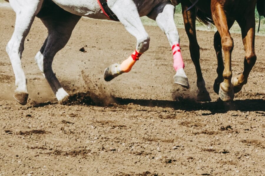 A graduation address by the rider-less Preakness horse, Bodexpress