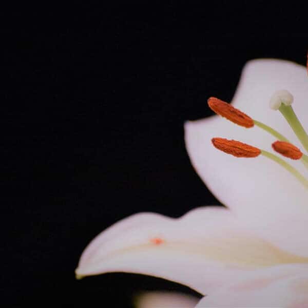 A question sprung from the garden