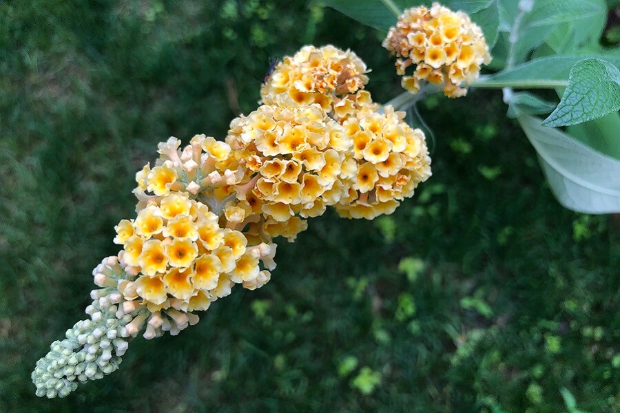A blooming bush, staycation plans, the wurst dinner, Father’s Day fun, and more (7 Quick Takes)