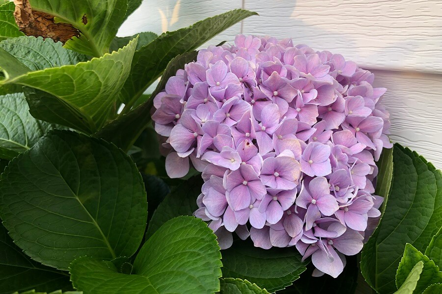 The summer is flying by, birthday fun, our butterfly bush, and what crawled into my salad (7 Quick Takes)