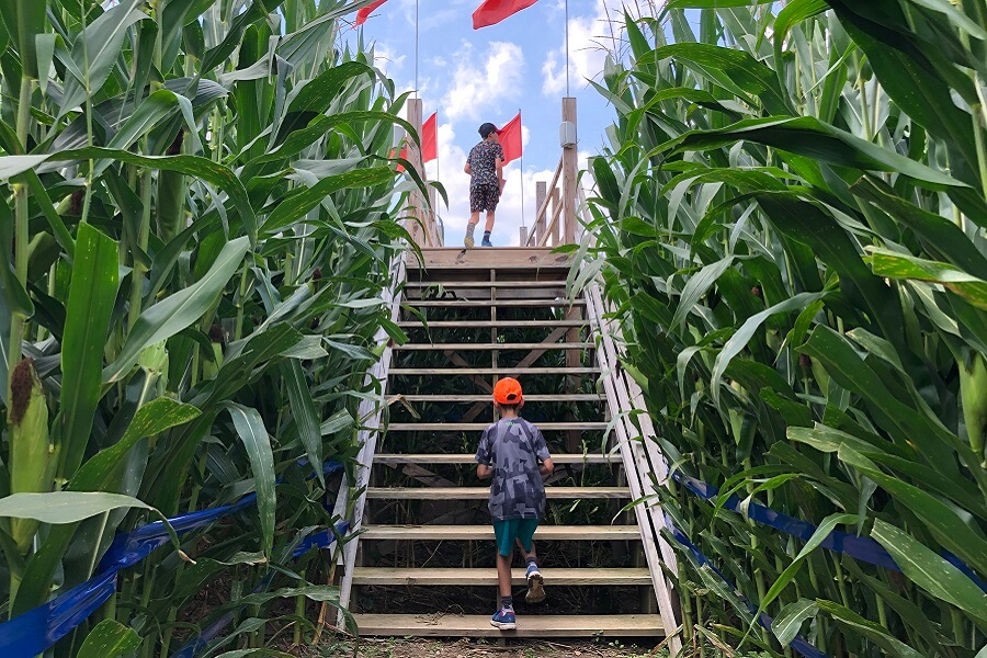 Getting cornfused in a maze, dress shopping, an apple pie in the new kitchen, and more (7 Quick Takes)