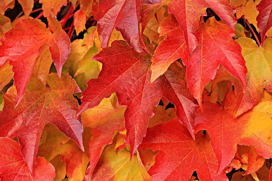 Fall shows off marvels of creation
