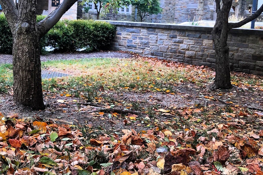 The magnificence of an underwhelming autumn