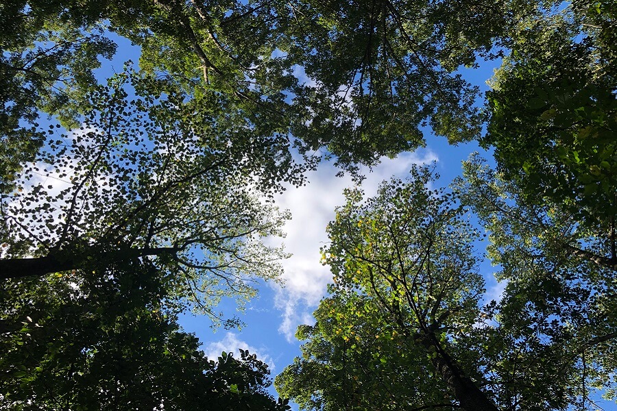 The arrival of autumn, a day trip, meeting a chinchilla, and a flyswatter update (7 Quick Takes)