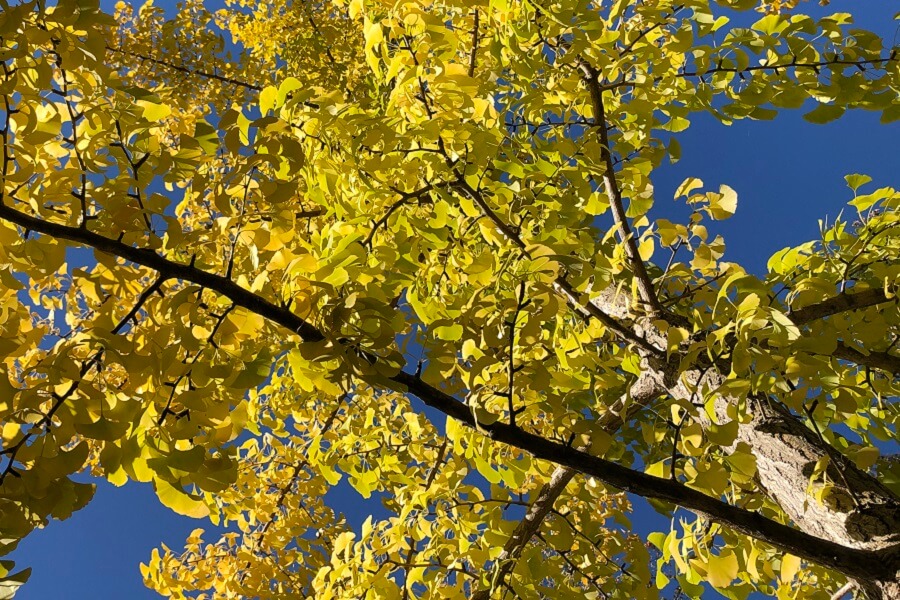 National Adoption Month, the time change, a trip to First Fruits Farm, and more (7 Quick Takes)