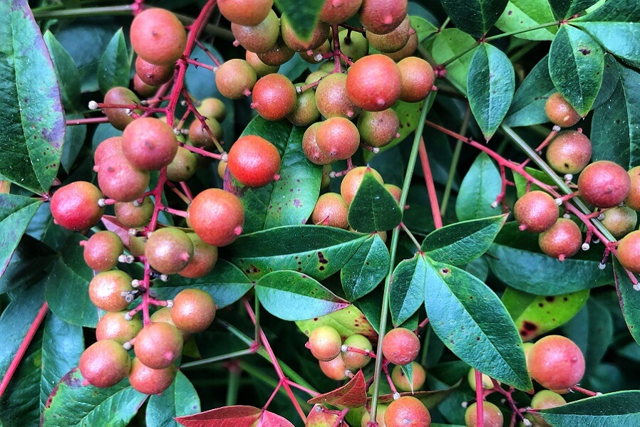 Seeking joy in the busyness of life