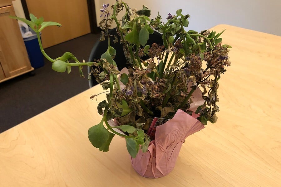 The little plant that (maybe) could