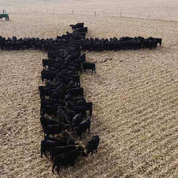 Iowa priest-photographer surprised by appeal of viral cattle cross image