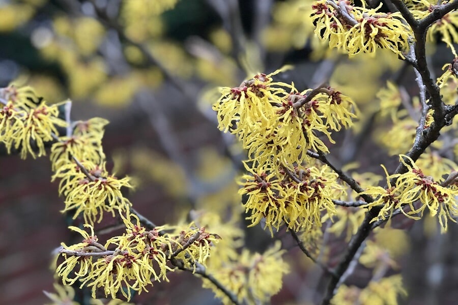 Spring blossoms, old photos, baking, and everything except what’s on everyone’s minds in 7 Quick Takes