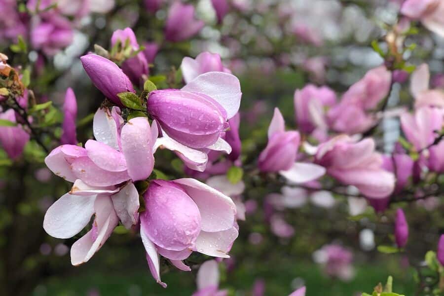 The beauty of Holy Saturday, our Lenten prayer basket, schoolwork, and a yummy mac and cheese recipe (7 Quick Takes)