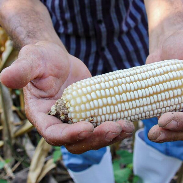 CRS unveils hunger awareness campaign as pandemic hinders access to food