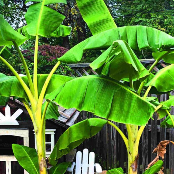 The gift of a ‘banana tree’