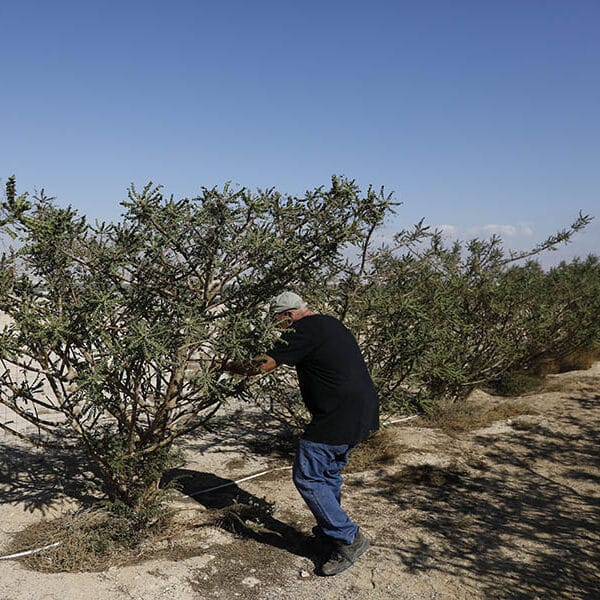 Frankincense’s future: Ancient gift endangered, risks depletion