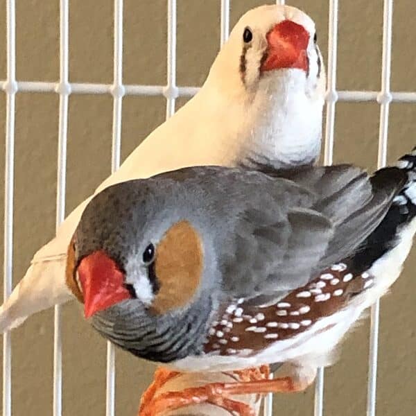 Finches, a sweet start to the day, a spring mix recipe, and more (7 Quick Takes)