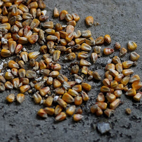 Pope appeals for end to Russian blockade of Ukraine grain exports