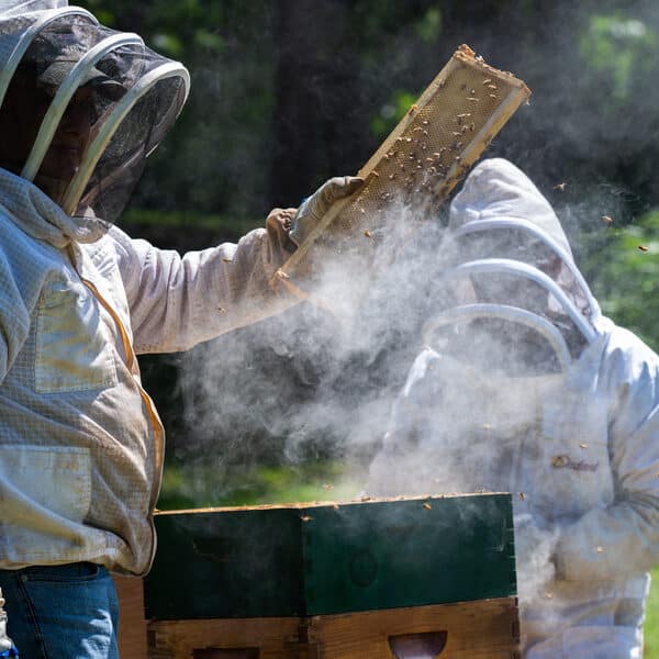 Show me the honey: All Saints Sisters of the Poor find divine touch in beekeeping