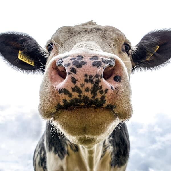 ‘Moo like a cow’
