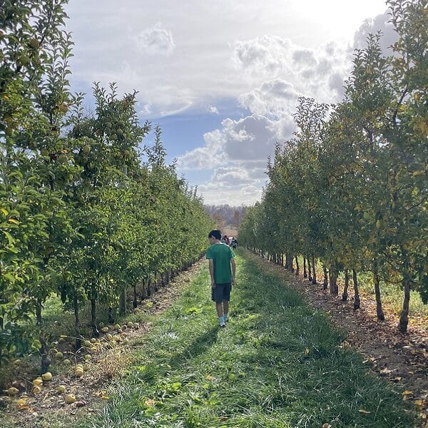 A boy walks between rows of trees in an apple orchard under a sunny sky.
