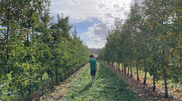 A boy walks between rows of trees in an apple orchard under a sunny sky.