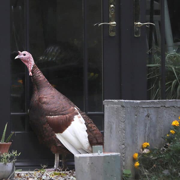 A new Thanksgiving meaning
