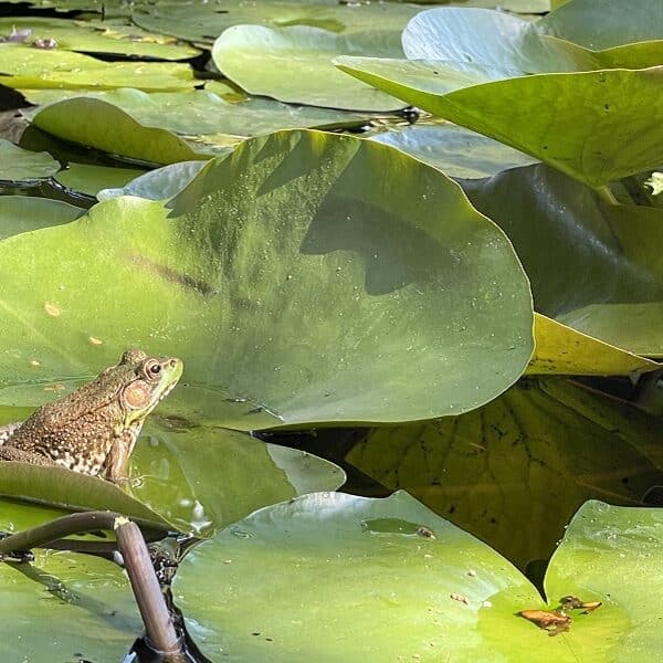 Why did the frog cross the road?