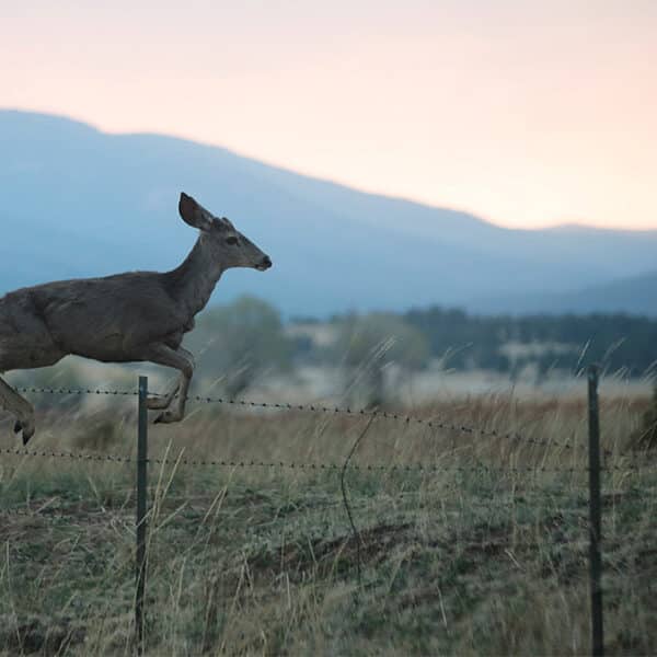 Deer in the dusky evening