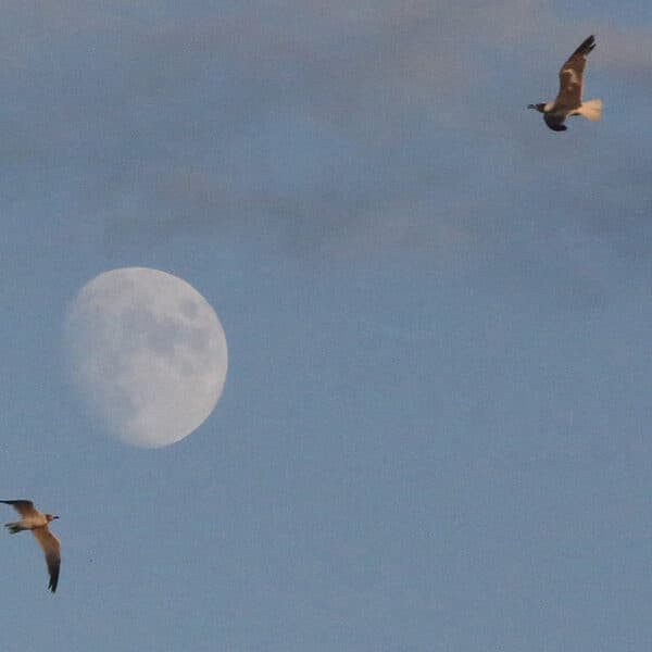 Look to the skies