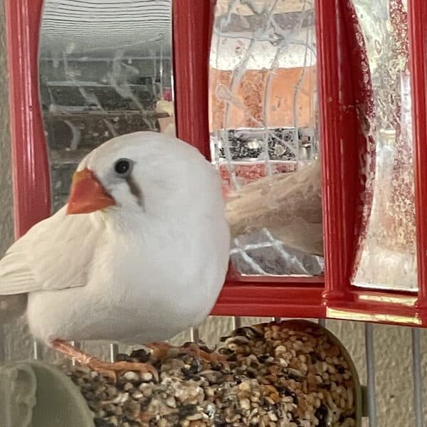 White female zebra finch with orange beak stands on seeded perch by a mirror in a cage
