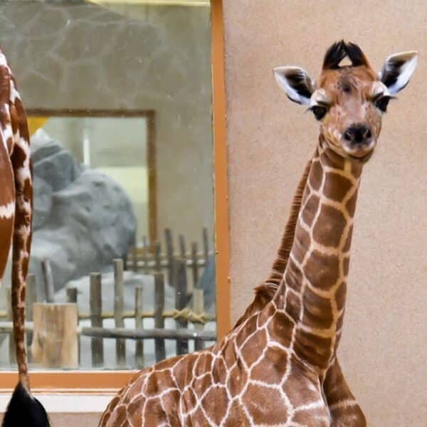 Surprise! It’s a…giraffe!