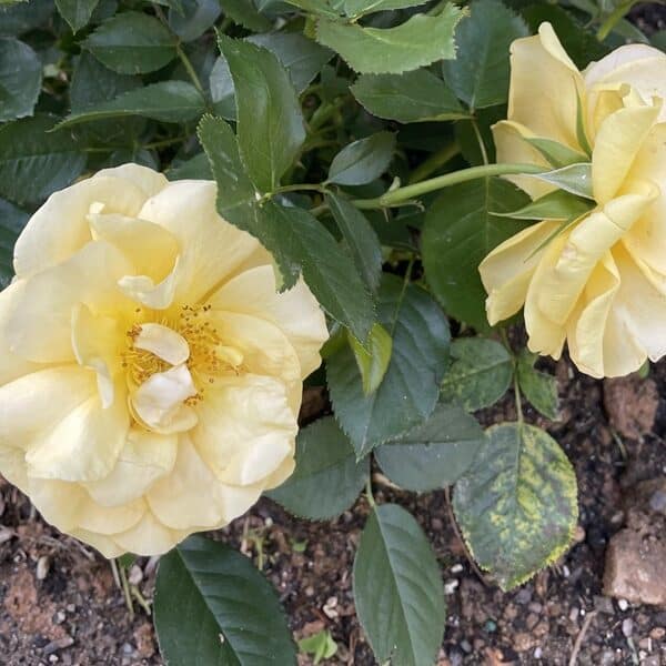 Two yellow roses bloom on a rose bush full of green leaves