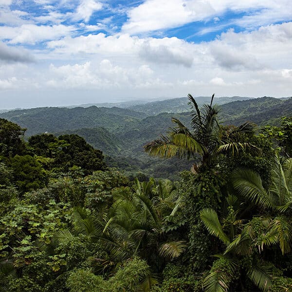 With Laudato Si’, Pope Francis firmly planted ecology into Catholic social teaching