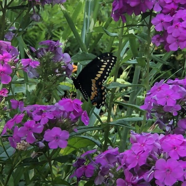 A butterfly lands on a flowering bush with purple blossoms