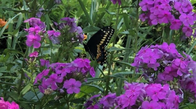 A butterfly lands on a flowering bush with purple blossoms