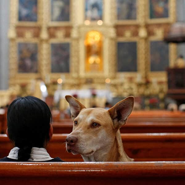 Do animals go to heaven?