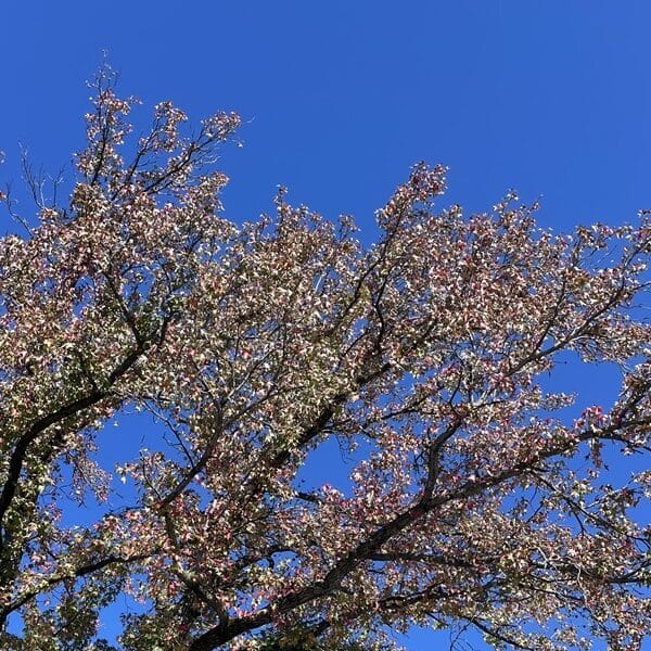 Leaves start to change color on branches of a tree set against a cloudless blue sky
