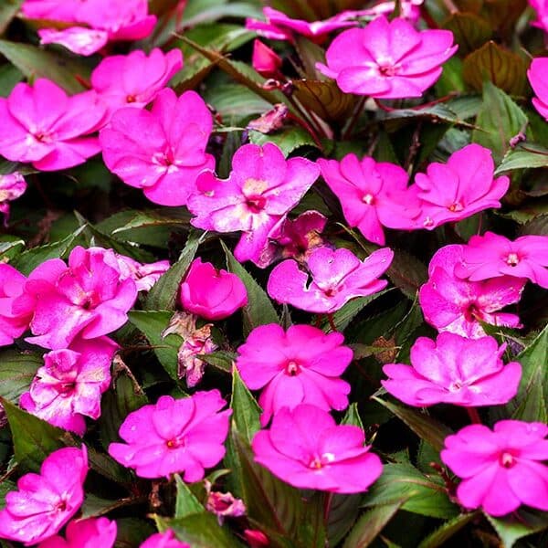 A season for blooming 